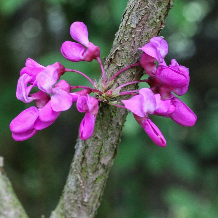 Judasbaum - Cercis siliquastrum 40-60 cm 3 Liter Topfballen