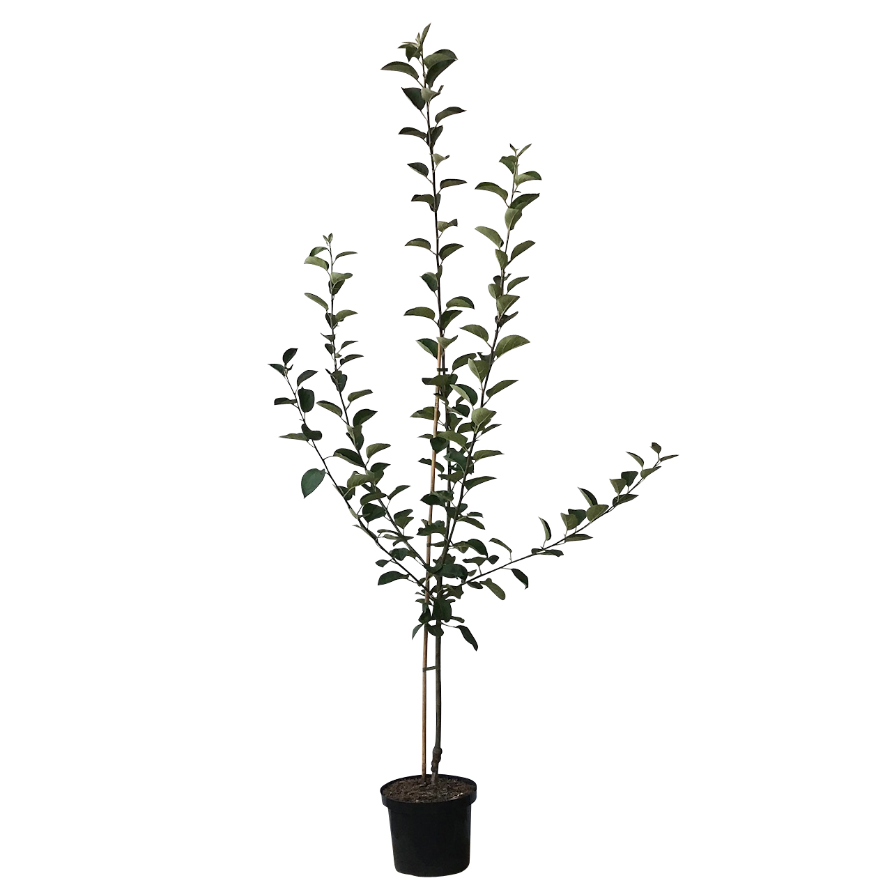 Dülmener Rosenapfel Herbstapfel Buschbaum Topfballen M7