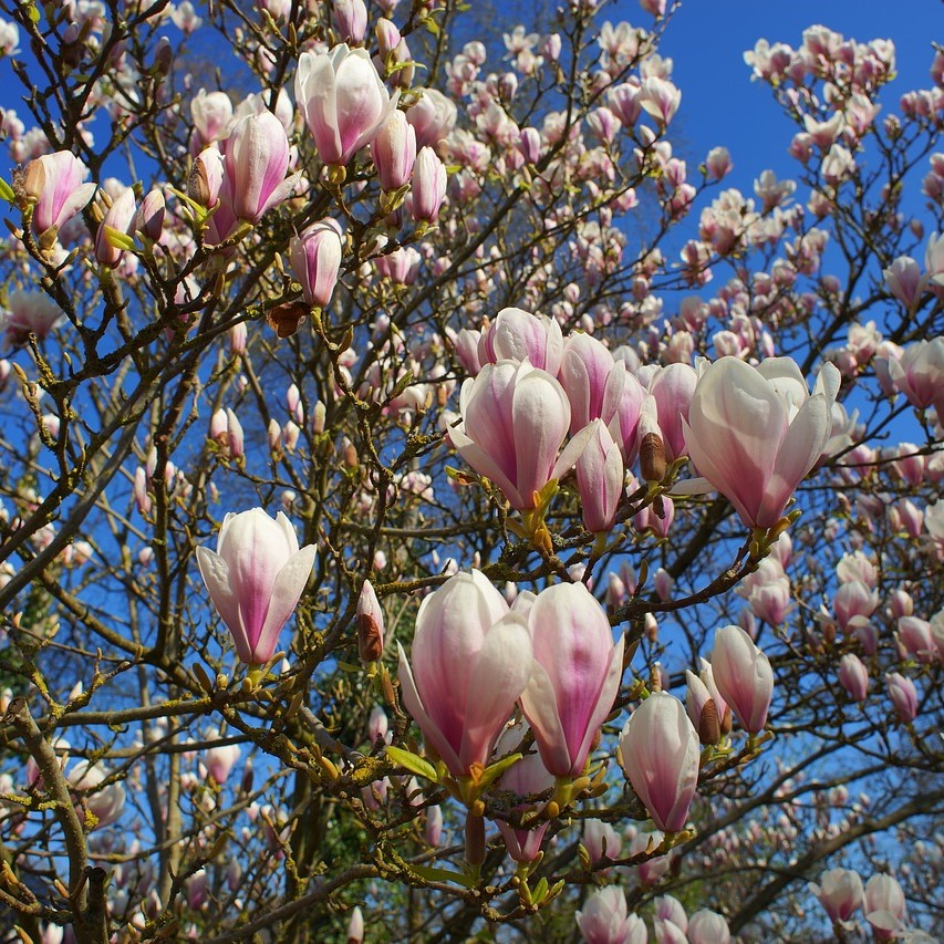 Tulpenmagnolie - Magnolia soulangiana 3 Liter Topfballen 30-40 cm