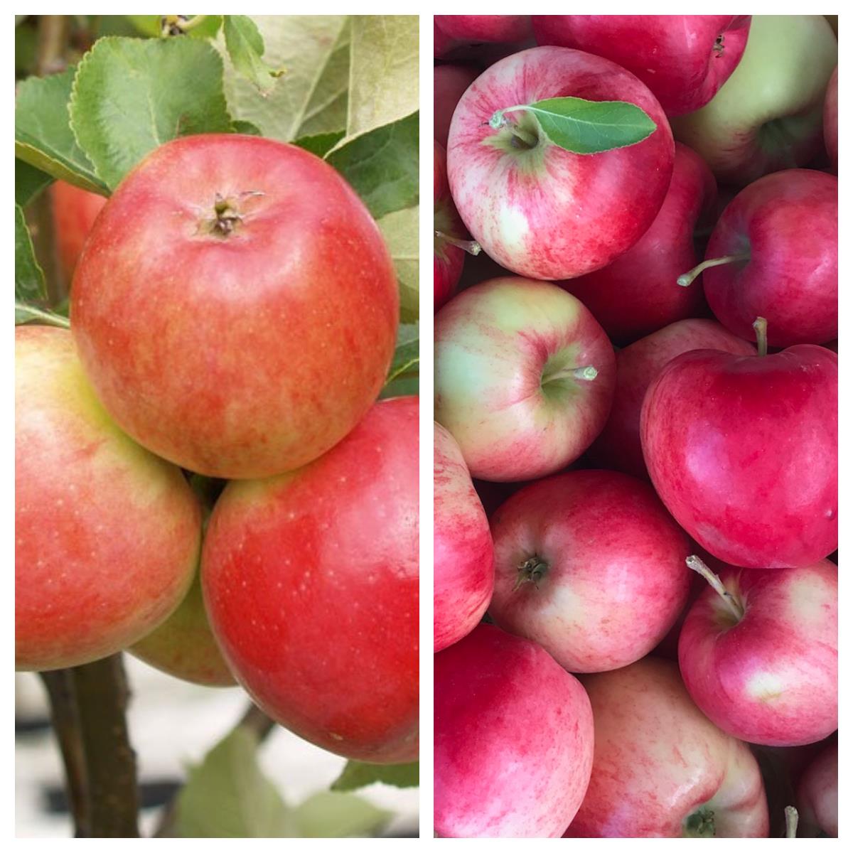 Duo Kinderapfelbaum mit den Apfelsorten Roter Gravensteiner und Nela 7,5 L Topf M7