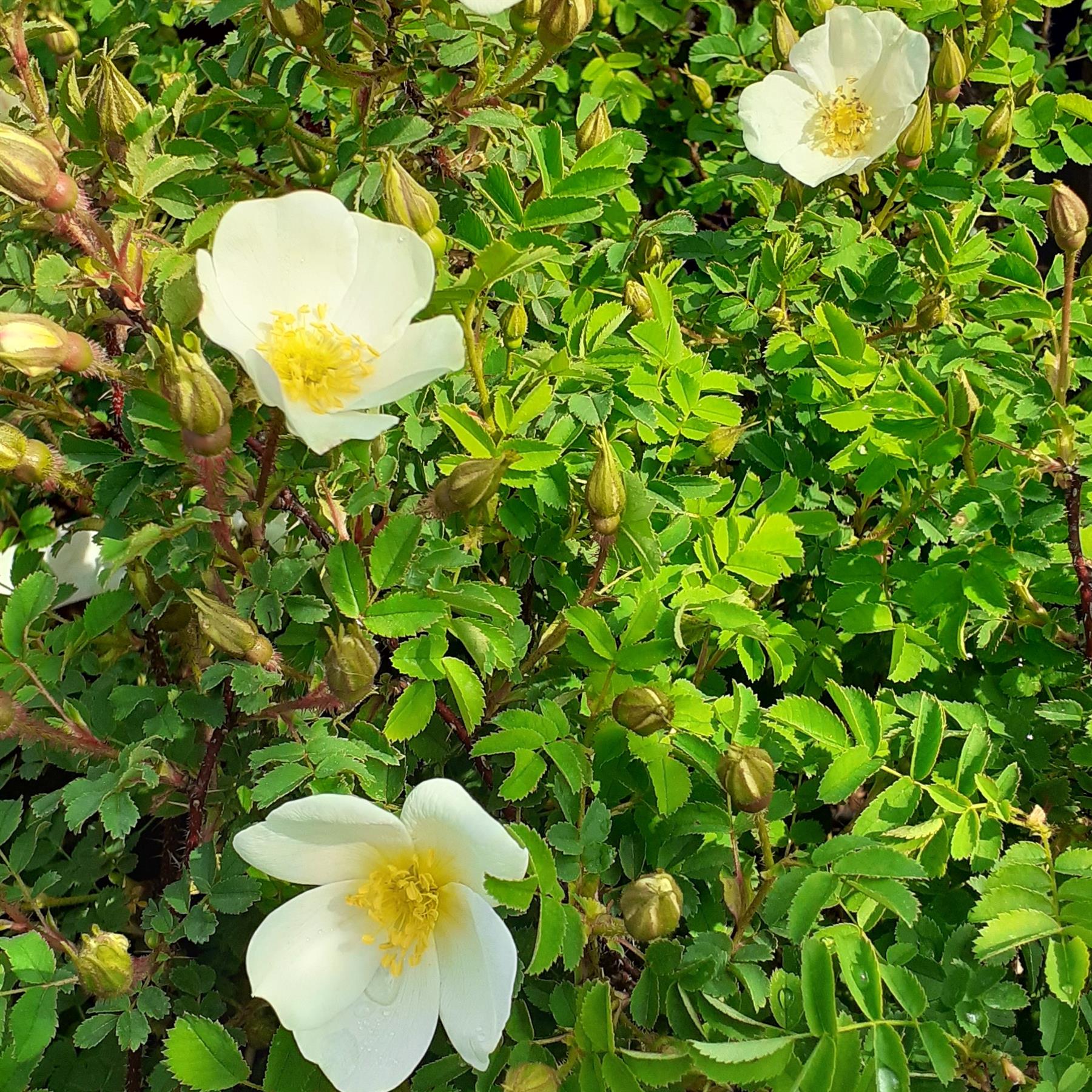 Hier sind nochmal einige weiße Blüten am grün belaubten Strauch zu sehen.