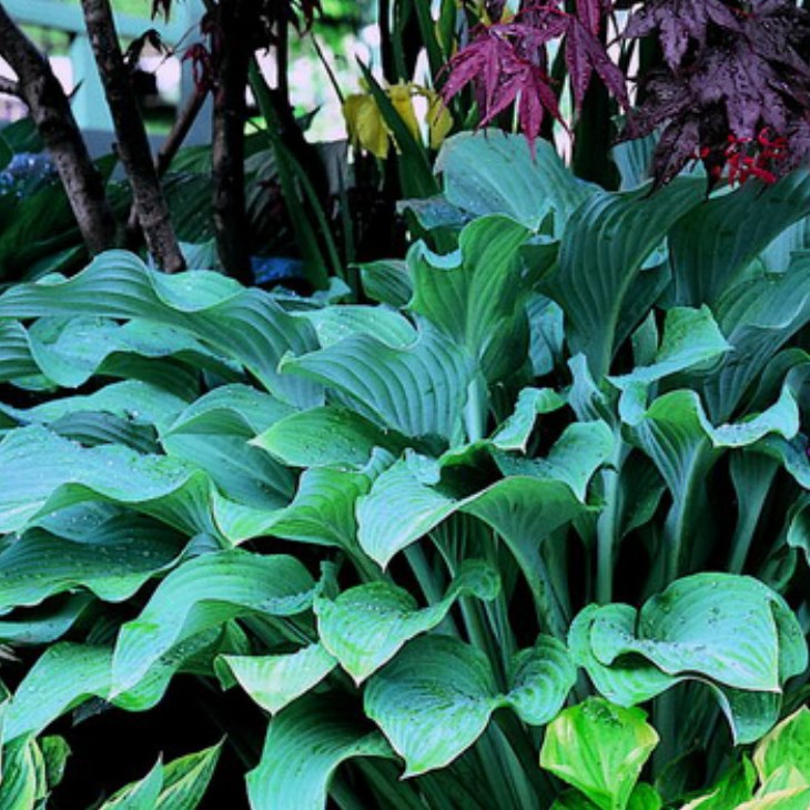 Funkie Hosta sieboldiana Elegans, weißlich violett blühend