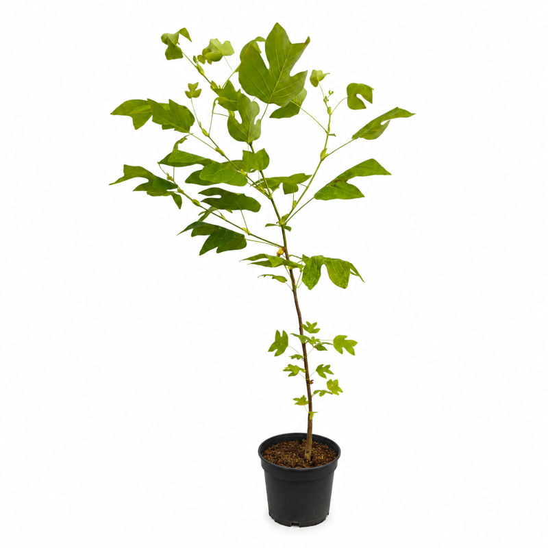 Tulpenbaum - Liriodendron tulipifera
