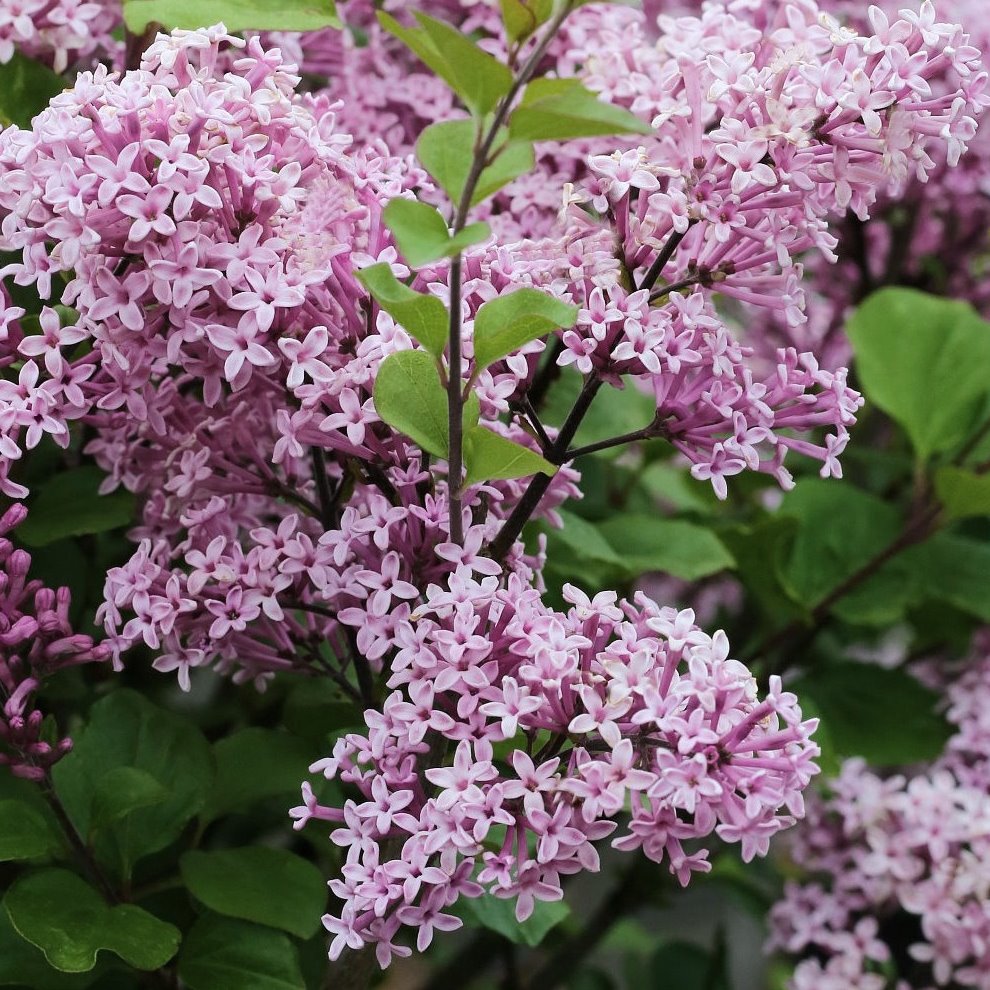 Zwergflieder Miss Kim Syringa patula