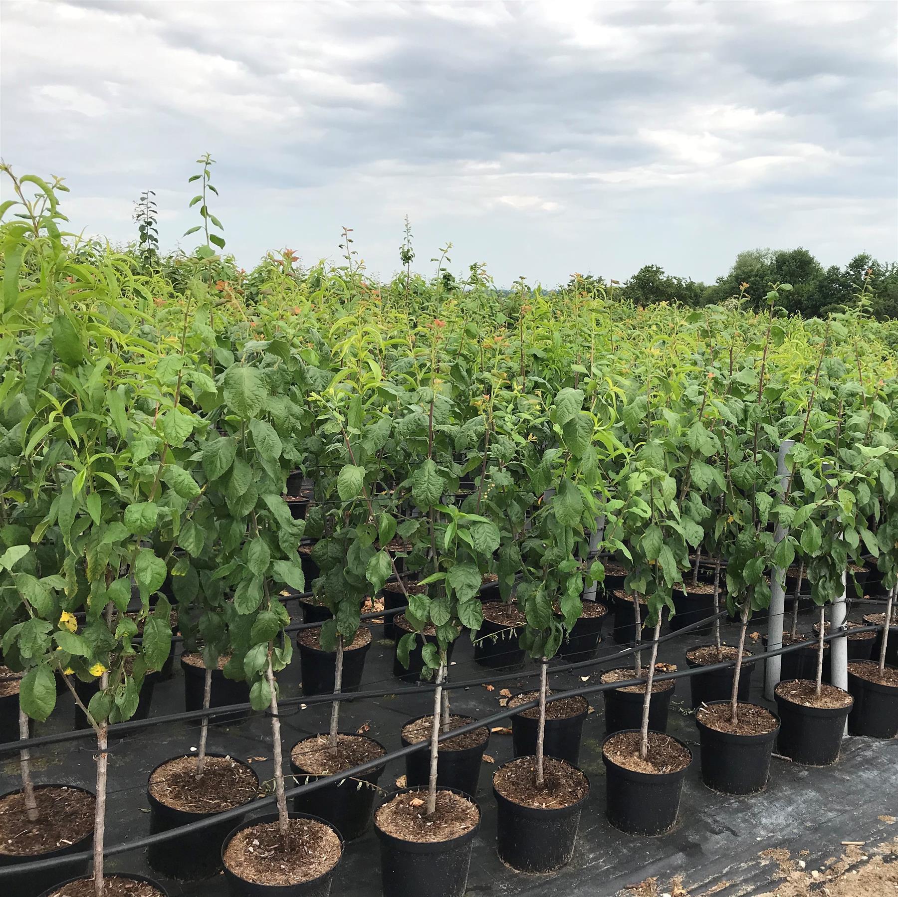 Duo Multi Fruit Tree: Pfirsich - Blaue Pflaume - Rote Pflaume auf einem Baum