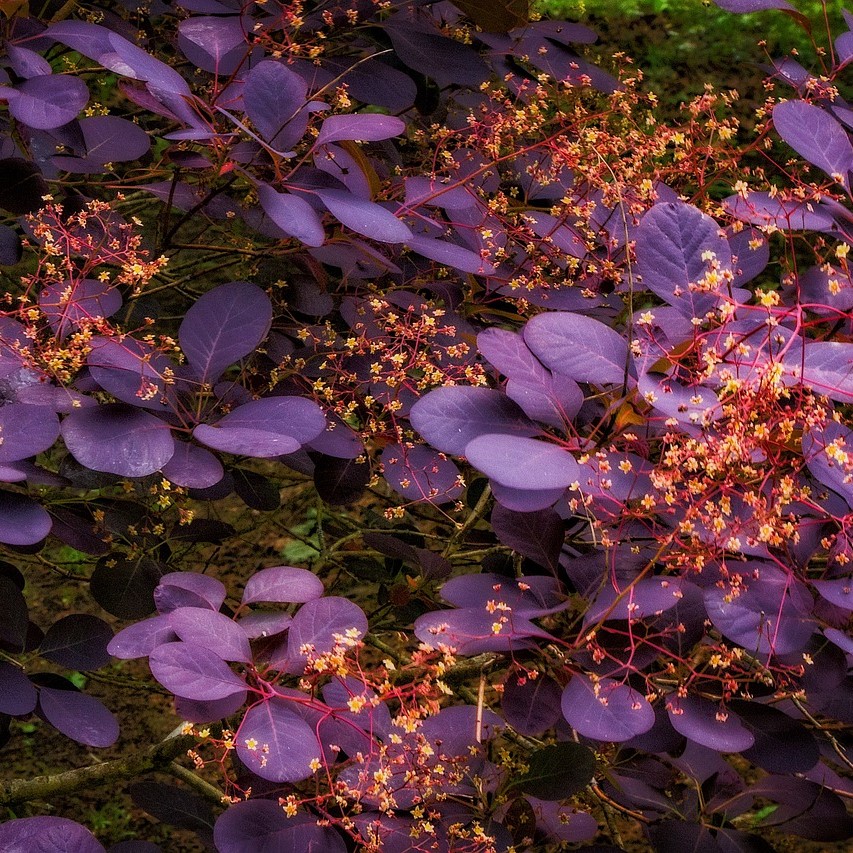 Roter Perückenstrauch - Cotinus coggygria Royal Purple