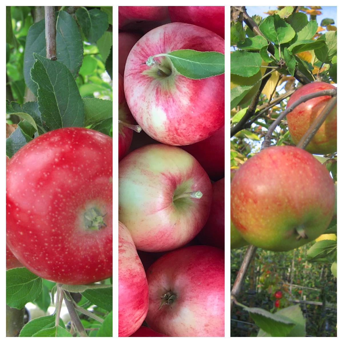 Trio Familienbaum Kinderapfelbaum mit den Sorten Roter Gravensteiner - Nela (S) -  Topaz (S)