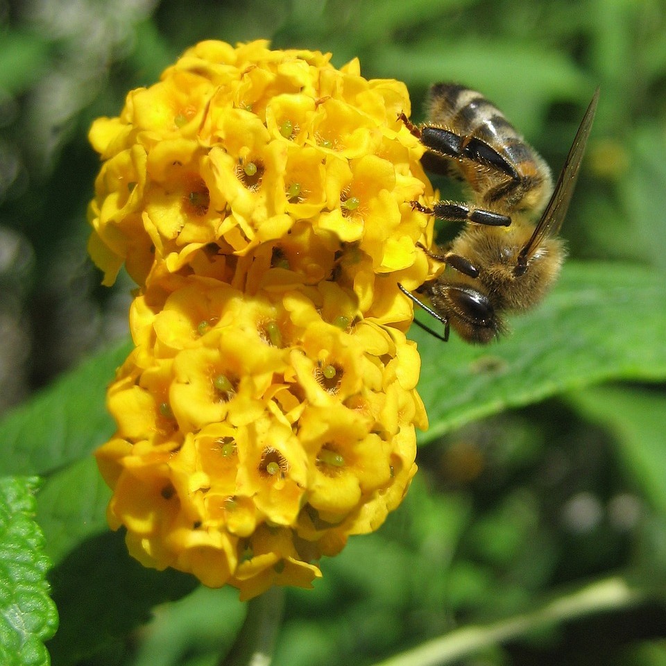 Buddleja weyeriana Sungold - Sommerflieder 3 Liter Topfballen
