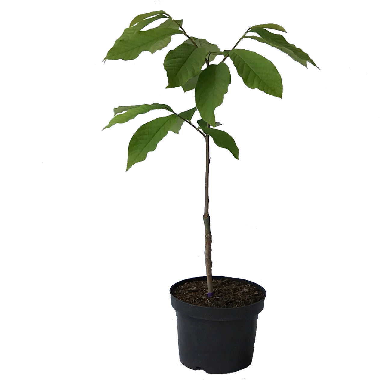 Indianerbanane - Paw - Paw Asimina triloba 3 Liter Topfballen