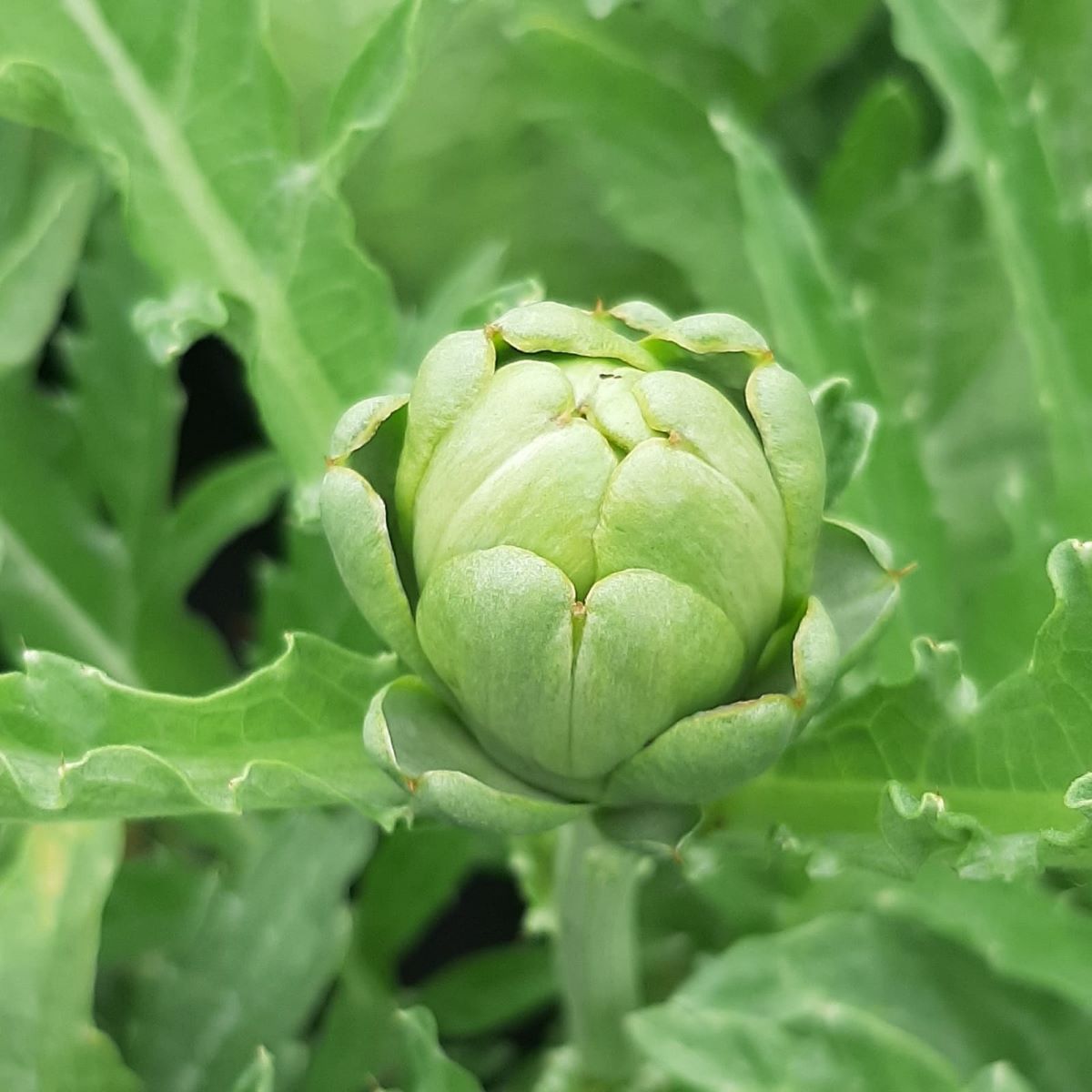Artischocke - Cynara cardunculus Pflanze im 1 Liter Topf