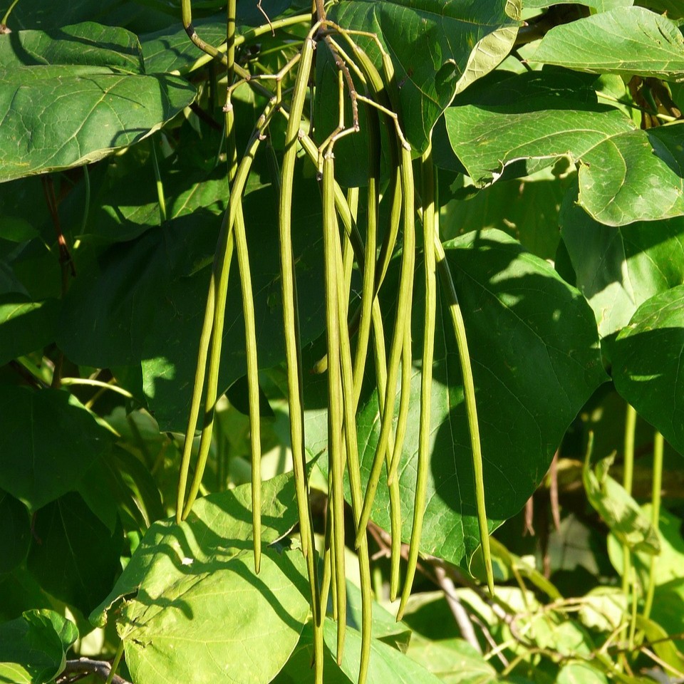 Trompetenbaum - Catalpa bignonioides 5 Liter Topfballen