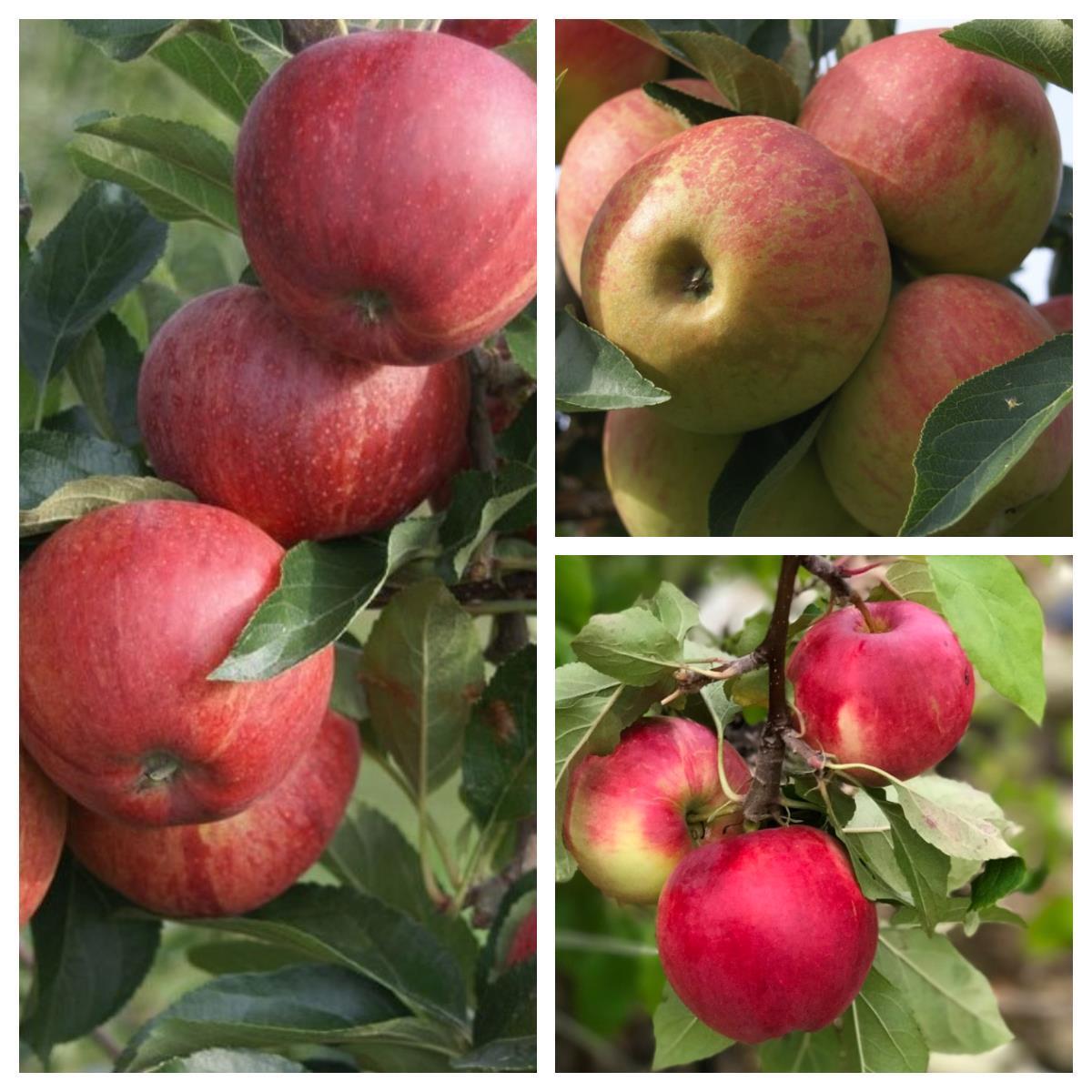 Trio Apfelbaum drei Apfelsorten Gala - Elstar - Cox Orange - Jonagold
