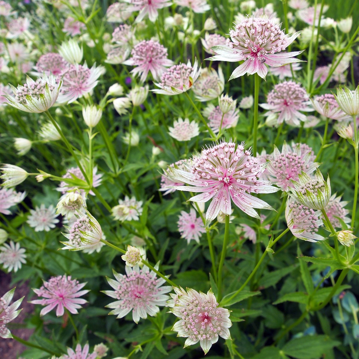Große Sterndolde Astrantia major filigrane - Sommestaude