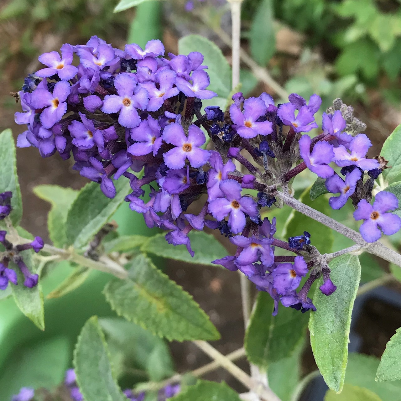Sommerflieder Nanho Blue - Buddleja davidii