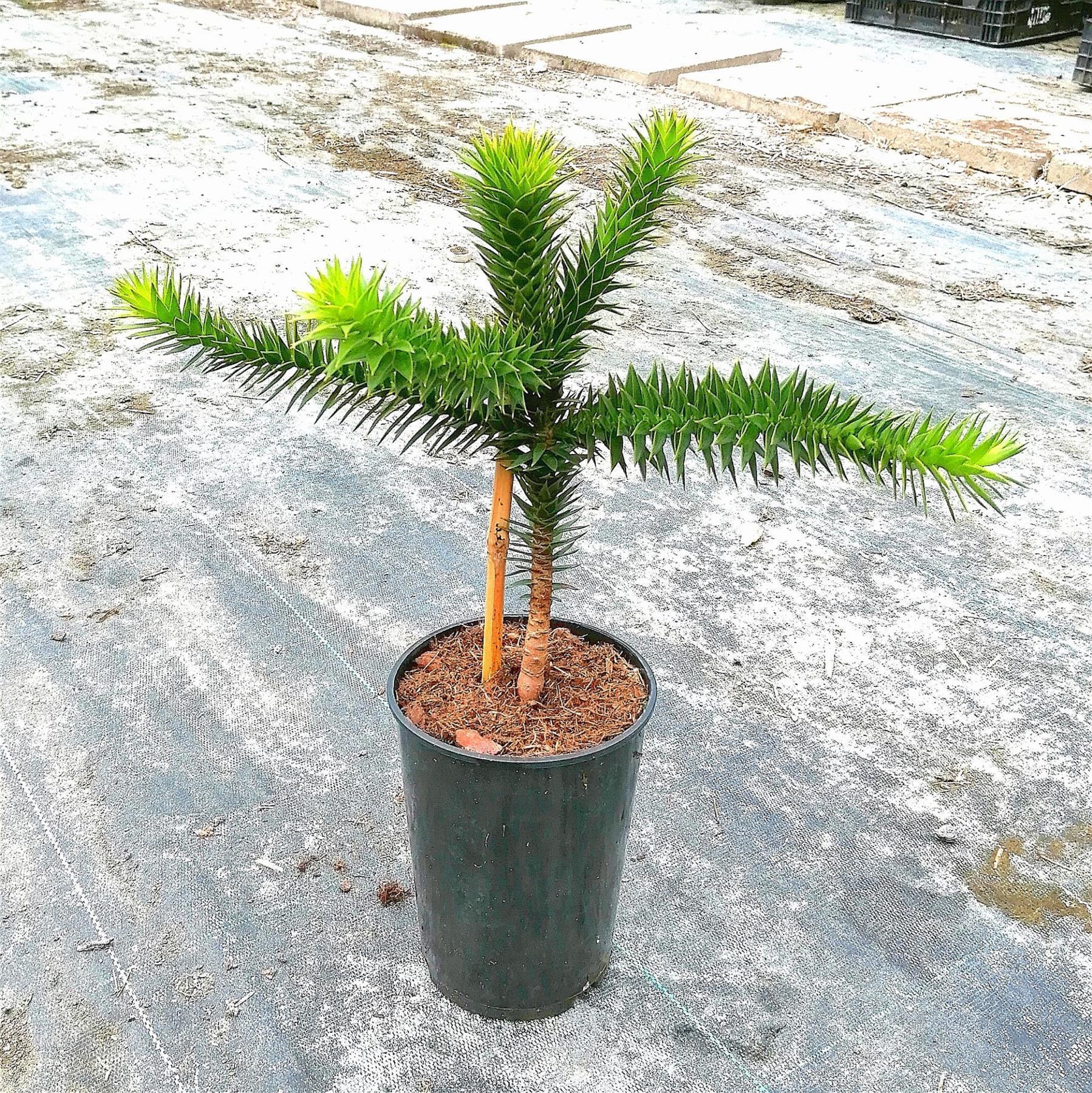 Chilenische Schmucktanne Andentanne Araucaria 0,5 Liter Topf verzweigt