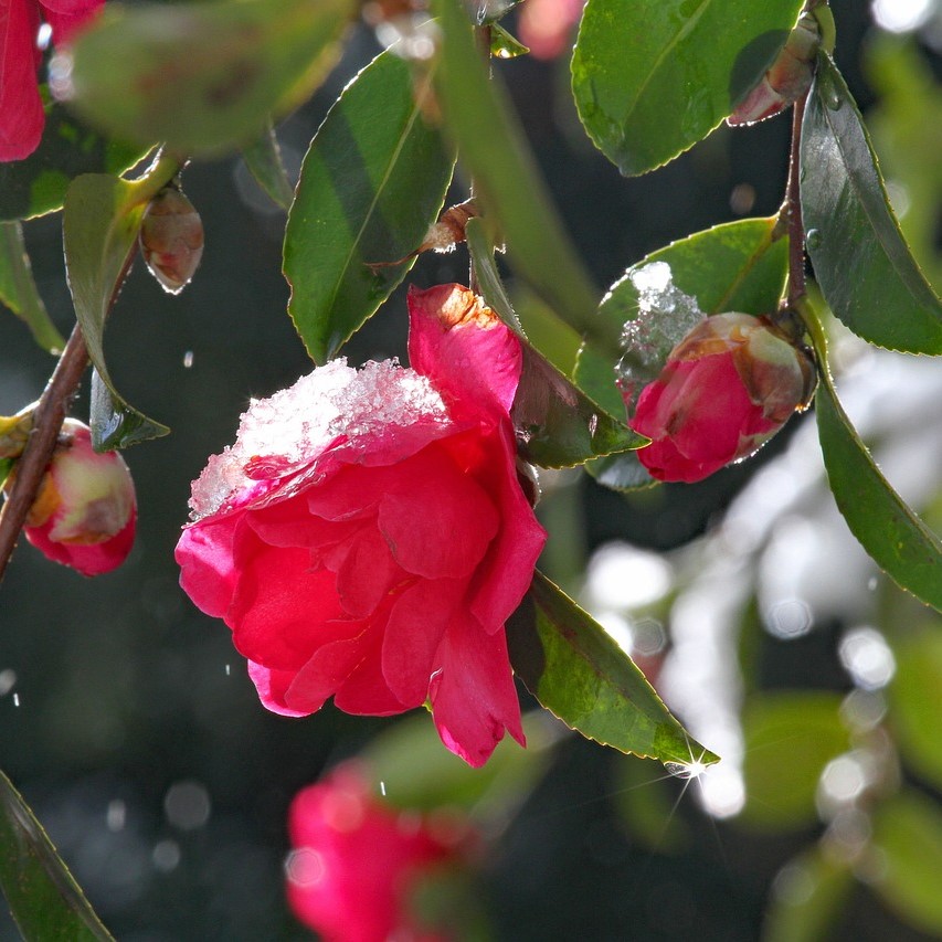 Japanische Kamelie Lady Campbell - Camellia japonica 30-40 cm 3 Liter Topfballen