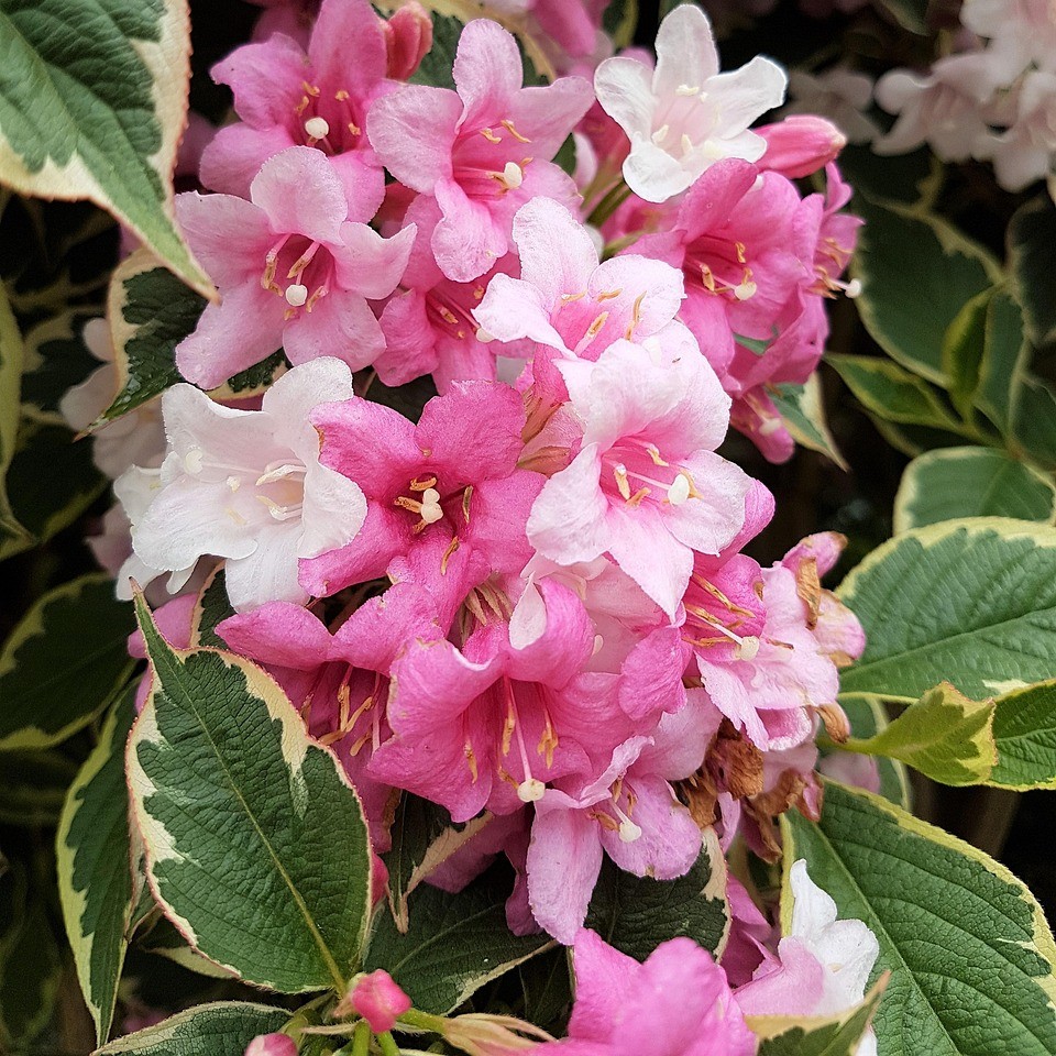 Zwergweigelie "All Summer"® Weigelie Sorte Monet - rosa Blüten