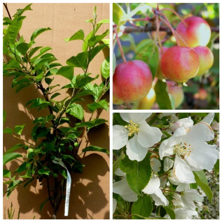 Evereste® Zierapfel