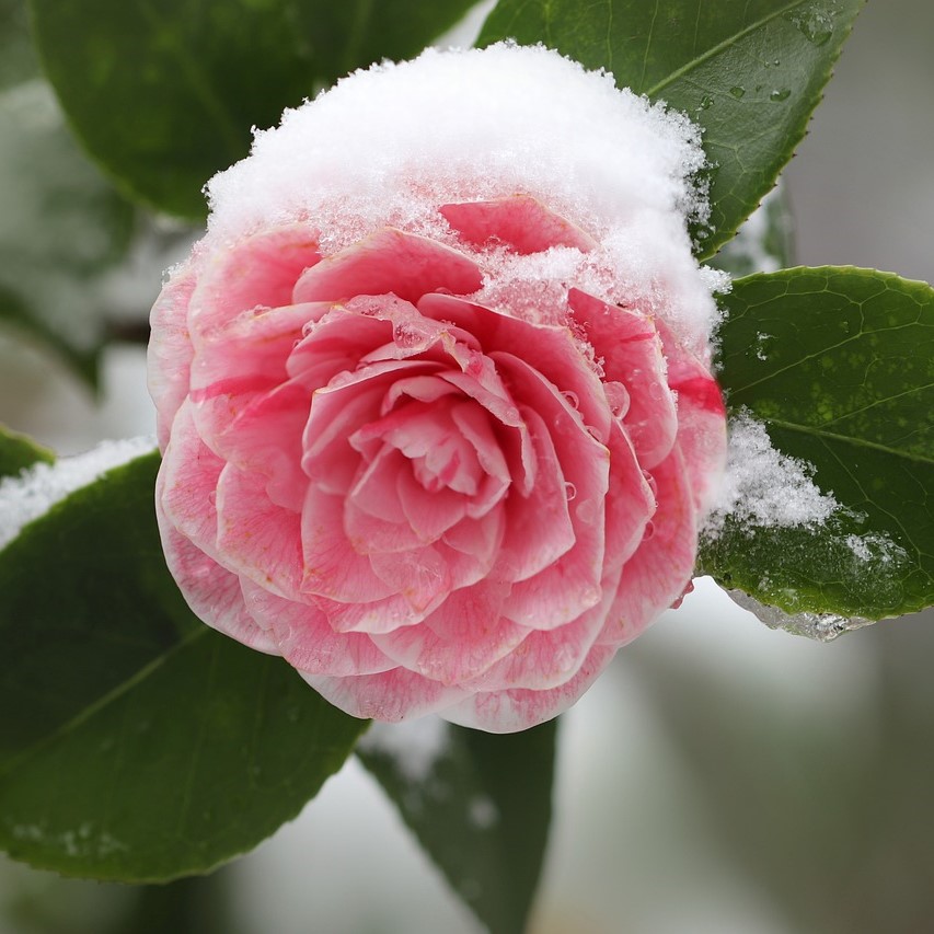 Japanische Kamelie Bonomiana - Camellia japonica 30-40 cm 3 Liter Topfballen