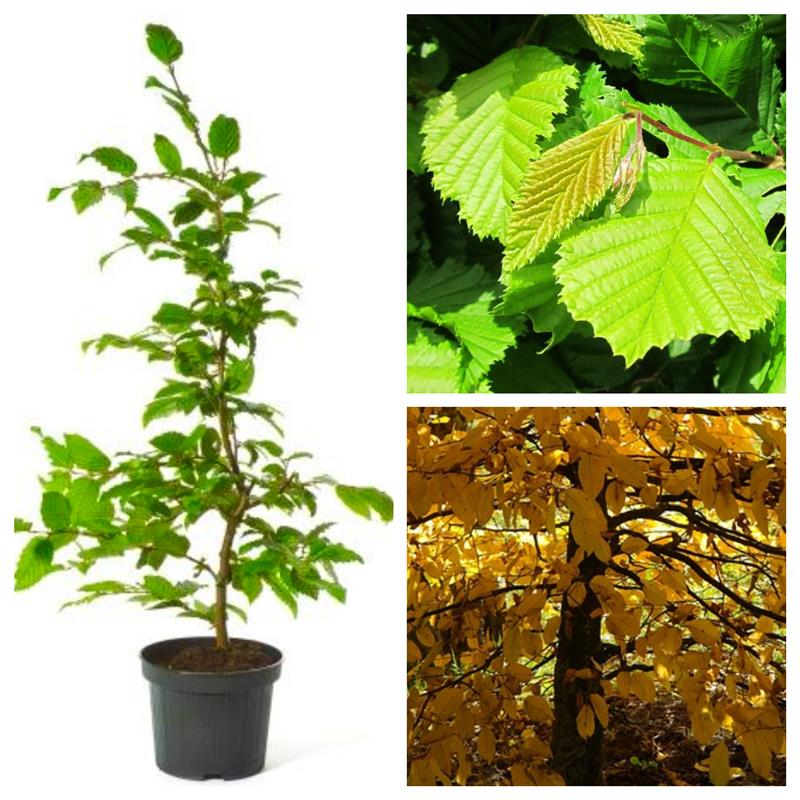 Hainbuche - Carpinus betulus 5 Liter Topfballen