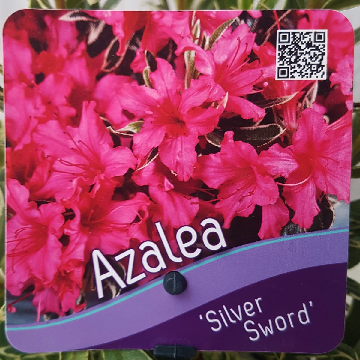 Japanische Azalee Silver Sword - Rhododendron obtusum  30-40 cm 3 Liter