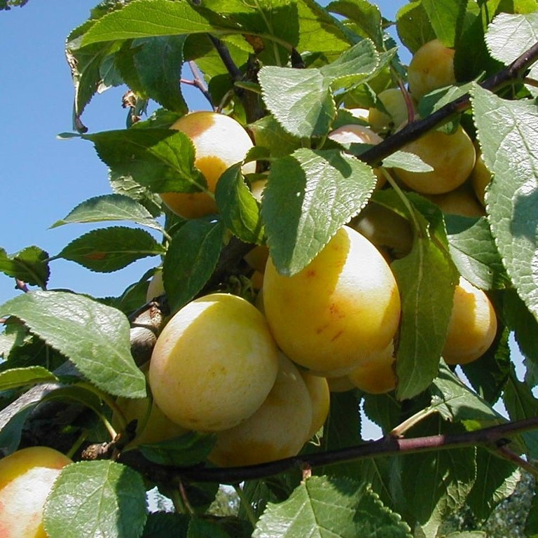 Mirabelle von Pillnitz - Mirabellenbaum Buschbaum  Myrobalane 9 L Topfballen