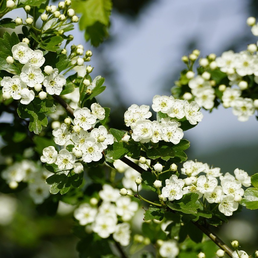 Eingriffeliger Weißdorn Hagedorn - Crataegus monogyna 3 Liter Topfballen