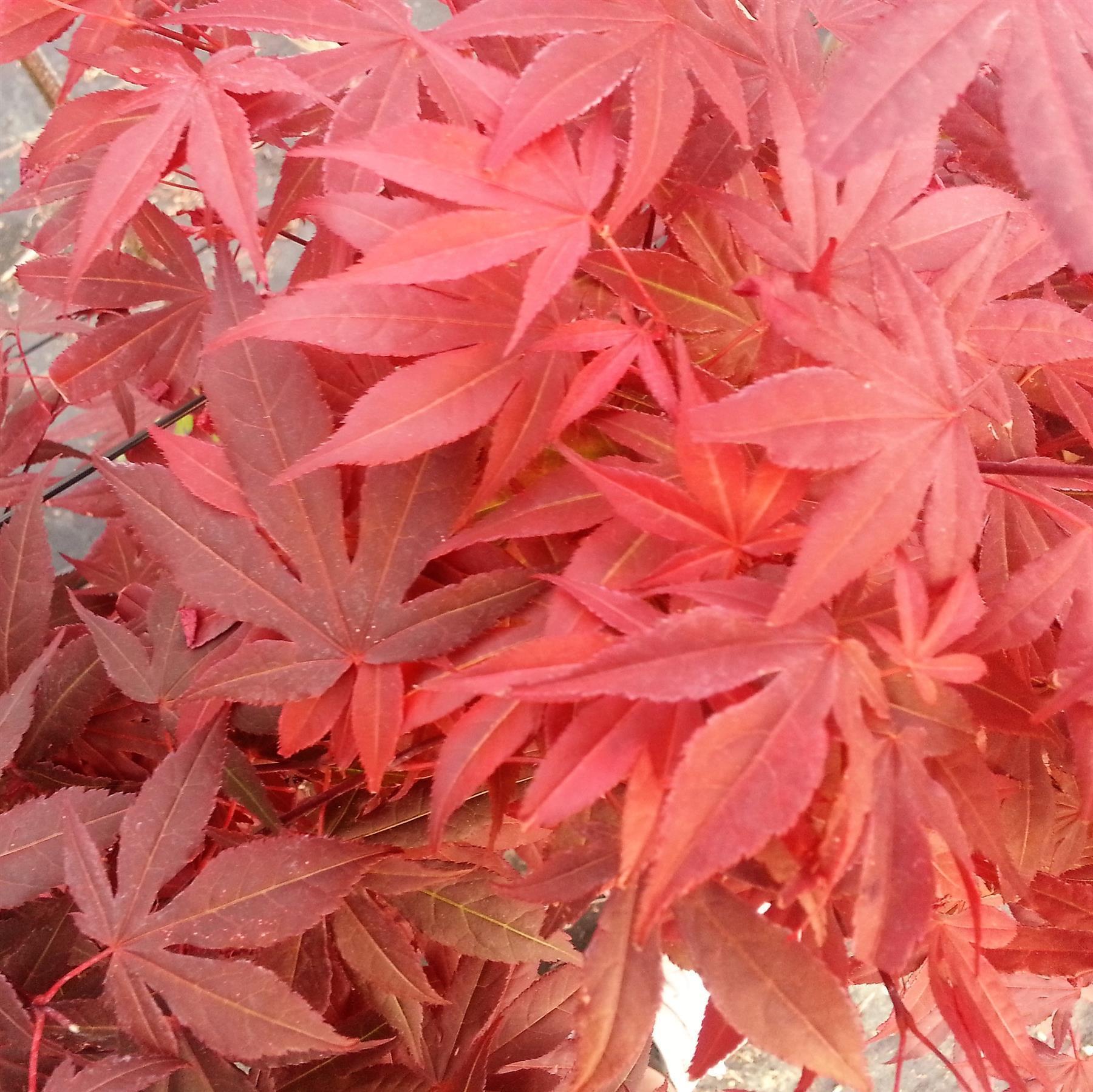 Roter Fächerahorn - Acer palmatum Atropurpureum 30-40 cm 1 Liter -P12-