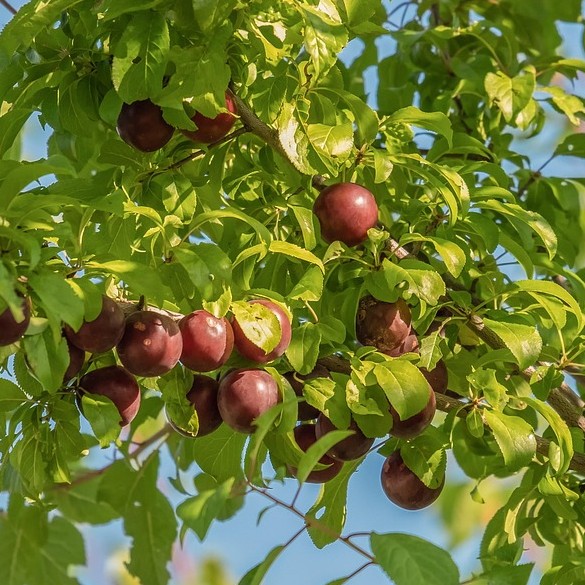 Aprikosen-Kirsche Aprikyra® - Prunus x Armeniaca 7-10 Liter Topfballen