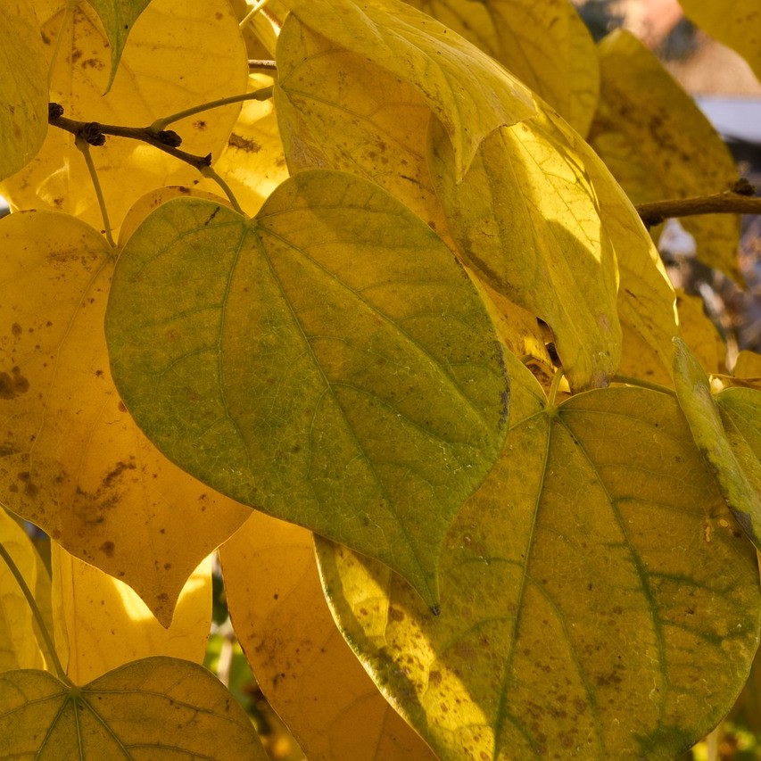 Judasbaum - Cercis siliquastrum 40-60 cm 3 Liter Topfballen