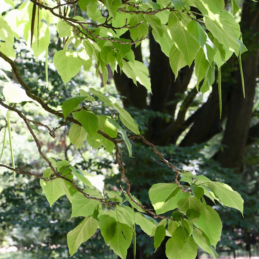 Trompetenbaum - Catalpa bignonioides 5 Liter Topfballen