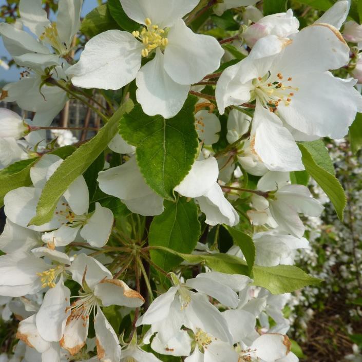 Evereste® Zierapfel