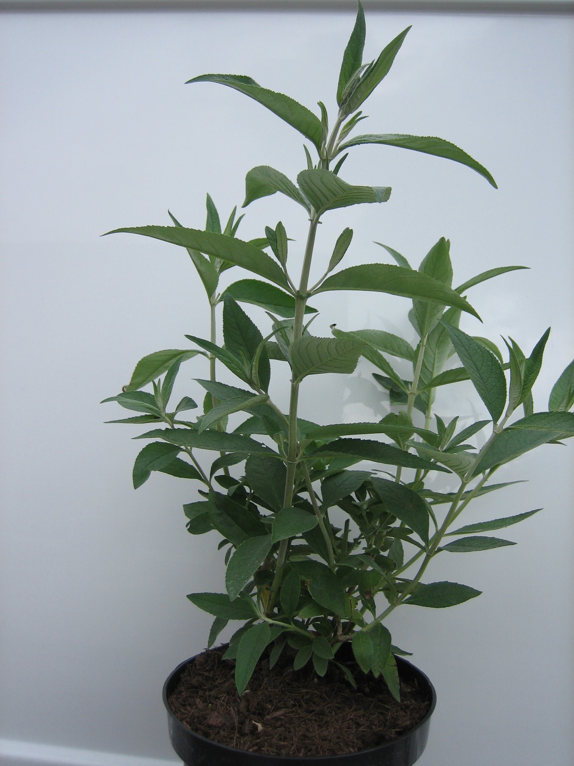 Buddleja weyeriana Sungold - Sommerflieder 3 Liter Topfballen