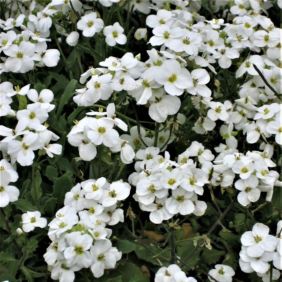 Gänsekresse Schneehaube - Arabis caucasica