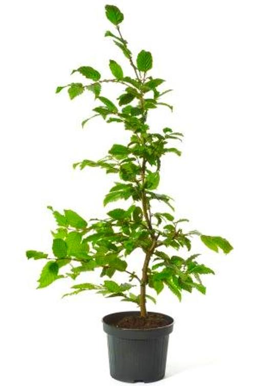 Hainbuche - Carpinus betulus 5 Liter Topfballen