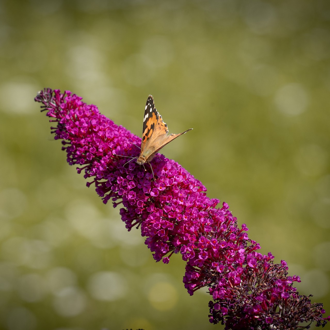 Sommerflieder Nanho Purple rot-violett blühend duftend 40 - 60 cm Buddleja davidii im 2-3 Liter Topf