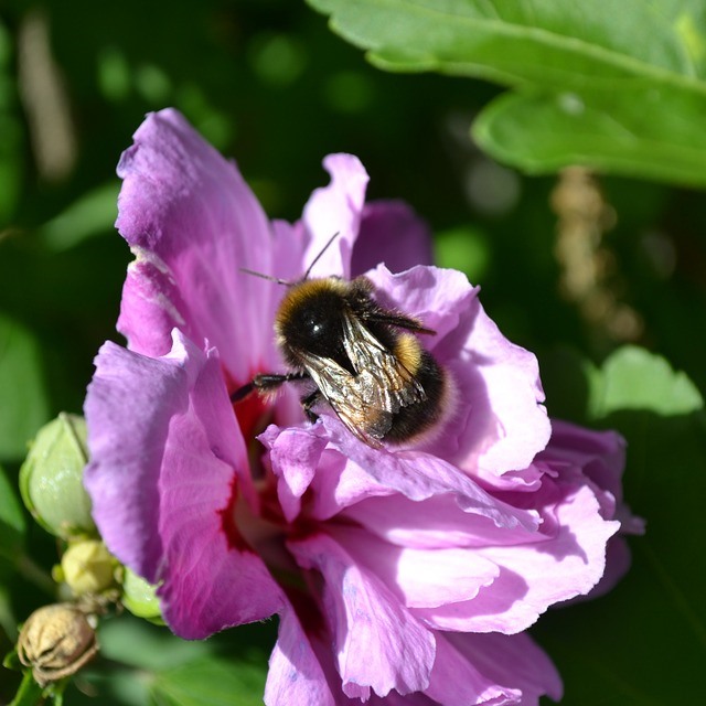 Gartenhibiskus Roseneibisch Lavender Chiffon® - Hibiscus syriacus 3 Liter Topfballen
