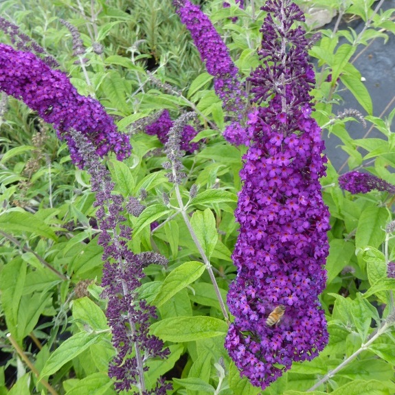 Sommerflieder Buddleja davidii African Queen purpurviolett blauviolett blühend duftend im 3 L Topf