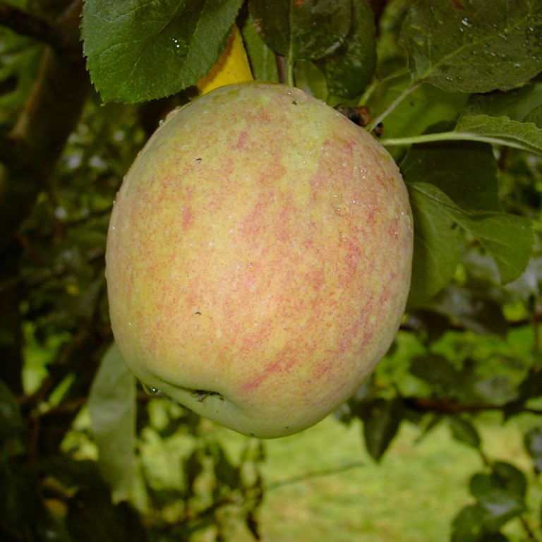 Prinzenapfel - Herbstapfel Halbstamm wurzelnackt Sämling