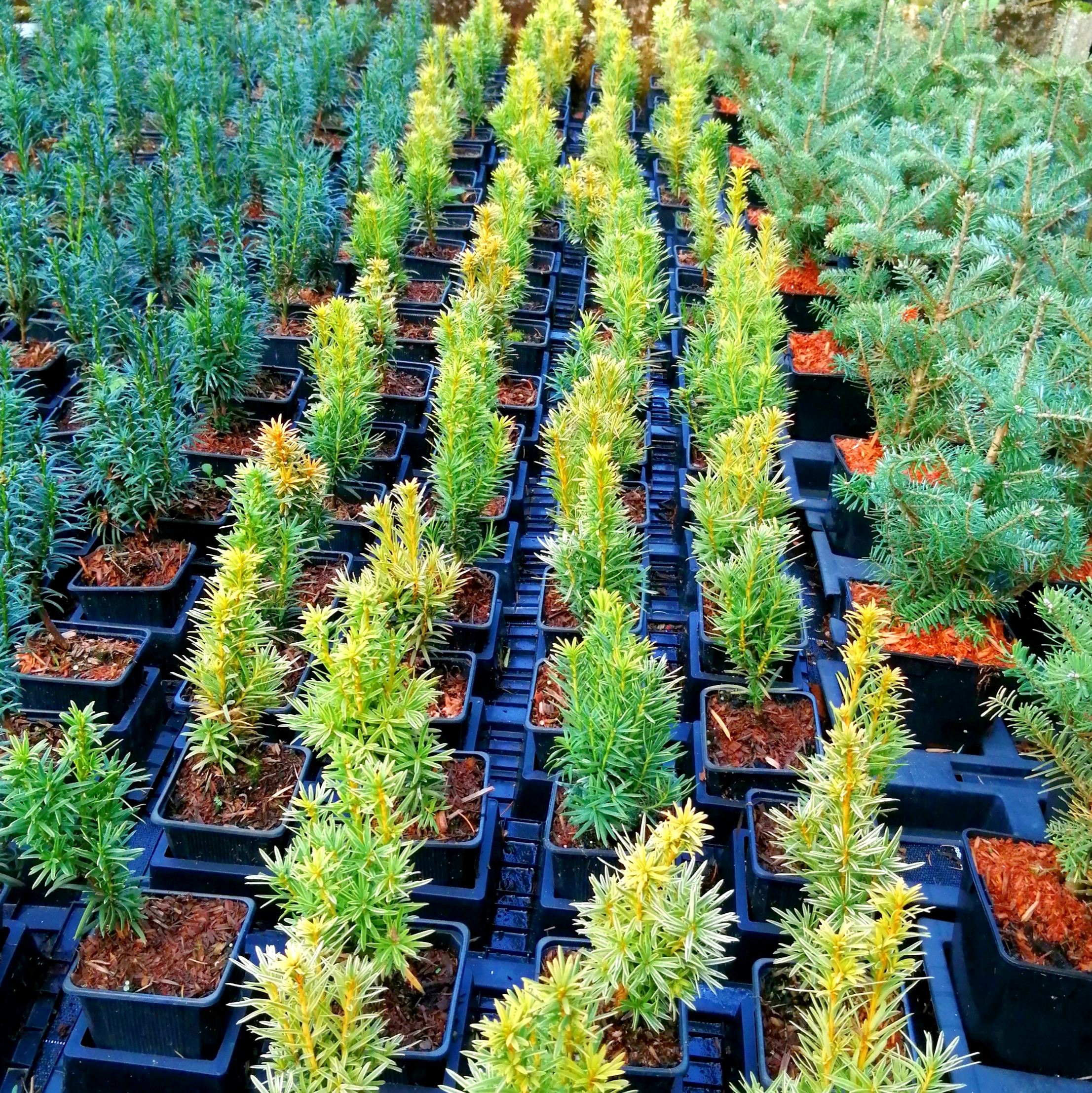 Gelbe schmale Säuleneibe - Fastigiata Aureomarginata 10-15 cm