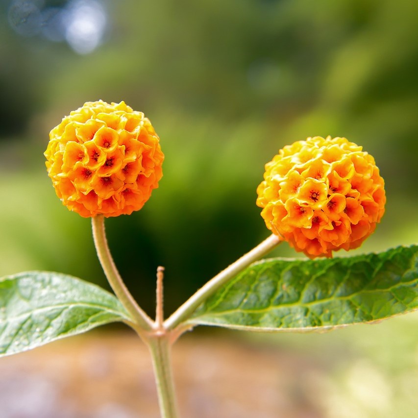 Buddleja weyeriana Sungold - Sommerflieder
