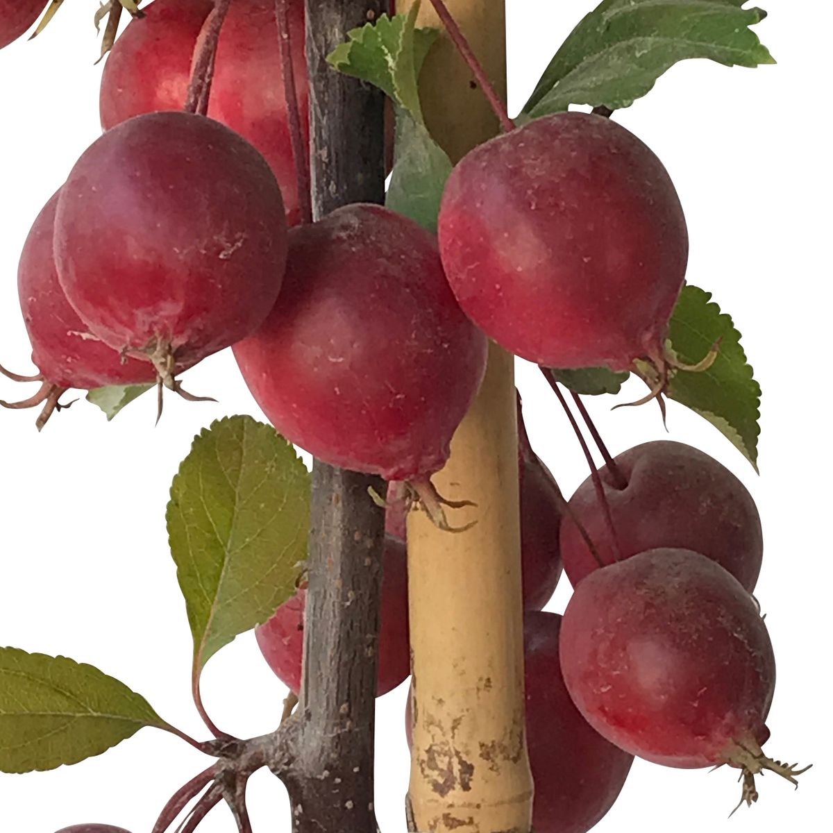 Säulenzierapfel Red Obelisk Zierapfel