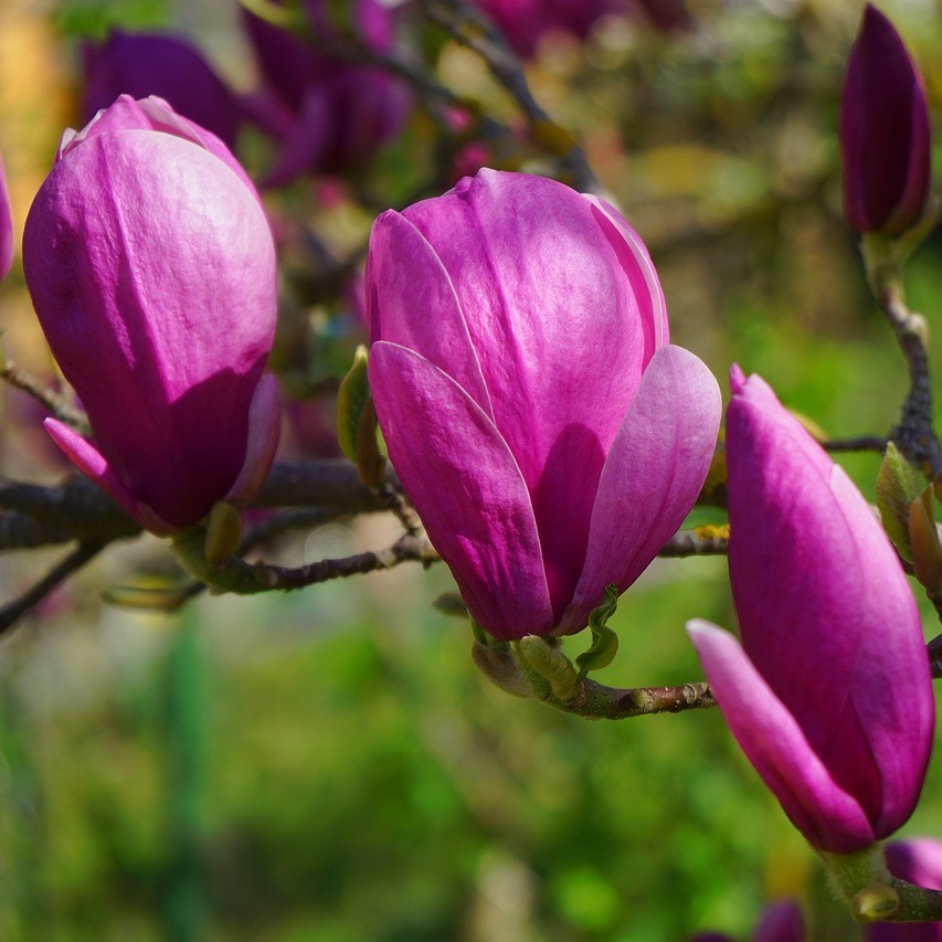 Purpur-Magnolie Susan - Magnolia liliiflora 5 Liter Topfballen 60-80 cm