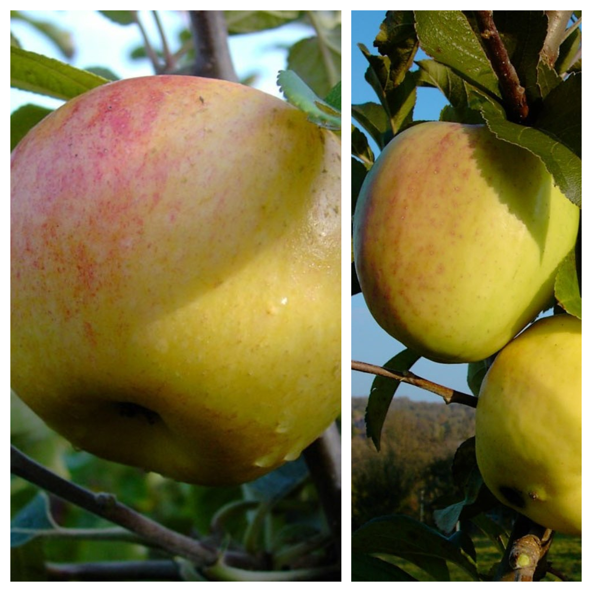 Historischer Duo Apfelbaum Dülmener Rosenapfel und Glockenapfel 7,5 L auf M7