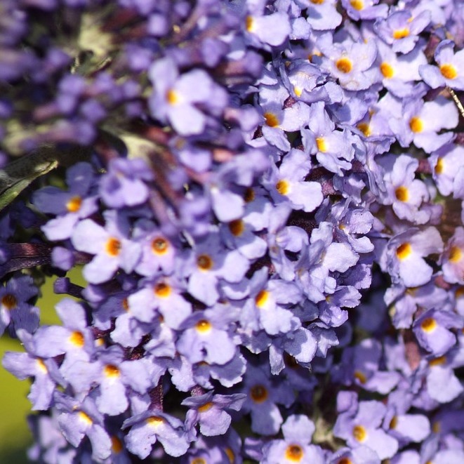 Zwerg Sommerflieder Buddleja davidii Lilac Chip® lila-rosa blühend duftend Bienenweide