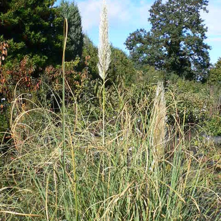 Pampasgras - Cortaderia selloana