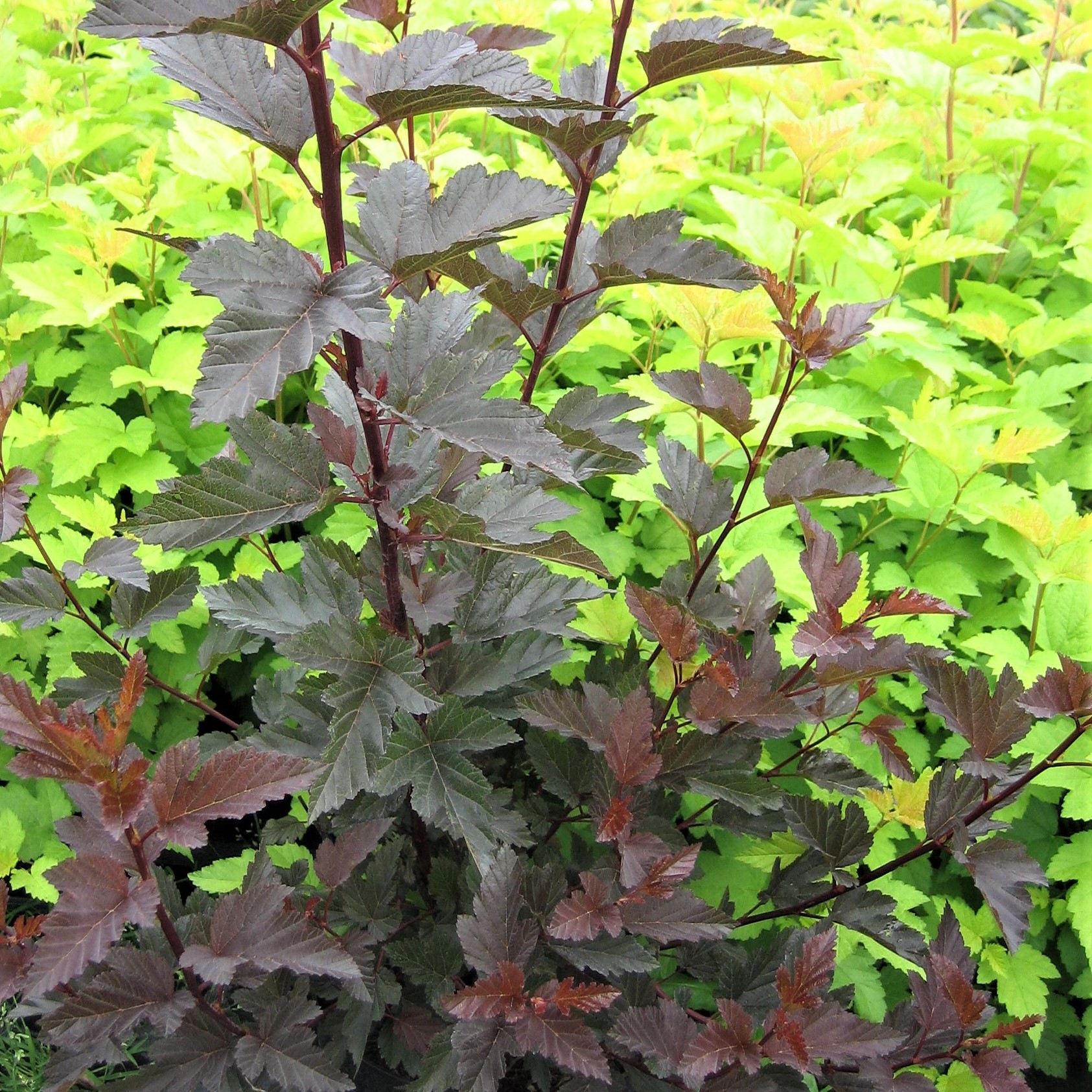 Fasanenspiere Diabolo ® Physocarpus opulifolius