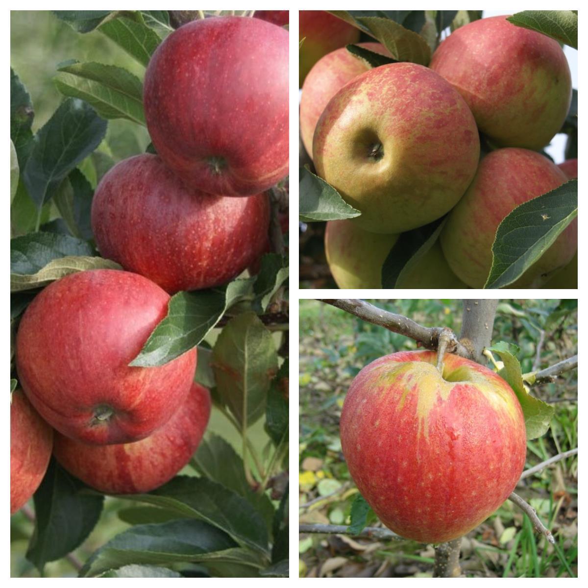 Trio Apfelbaum drei Apfelsorten Gala - Elstar - Cox Orange - Jonagold