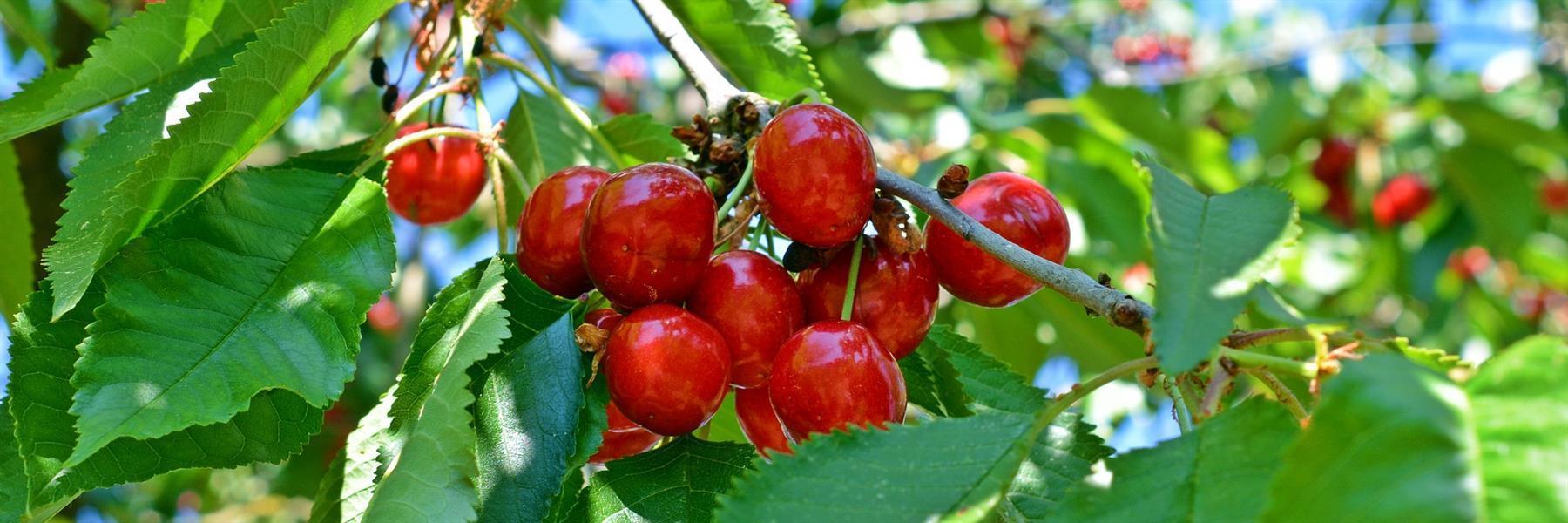 Saftige reife Früchte an einem Süßkirschbaum mit unterschiedlichen Sorten. Familienbäume werden direkt in unserer Obstbaumschule veredelt und eignen sich besonders für kleine Gärten.