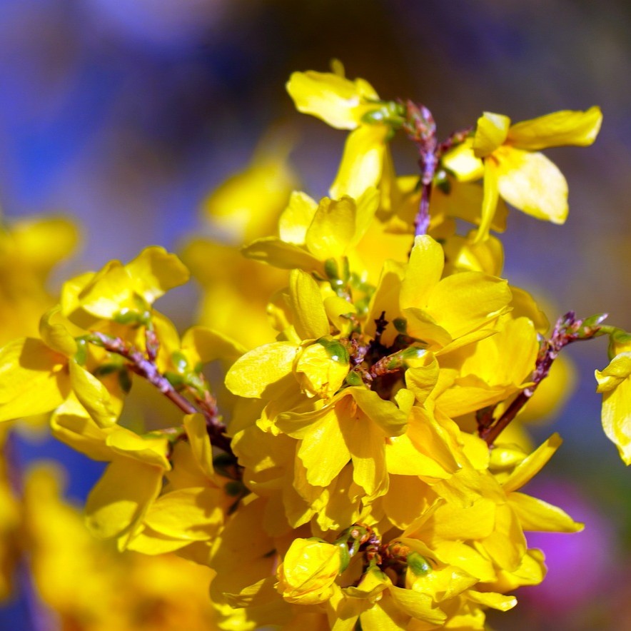 Goldglöckchen - Forsythia Beatrix Farrand